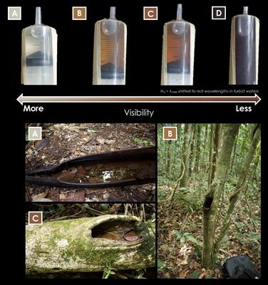 Tadpole Responses to Environments With Limited Visibility: What We (Don’t) Know and Perspectives for a Sharper Future